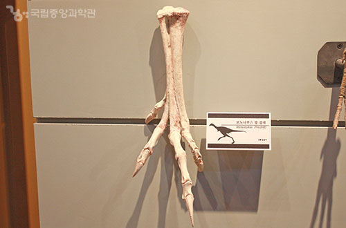 해남공룡박물관