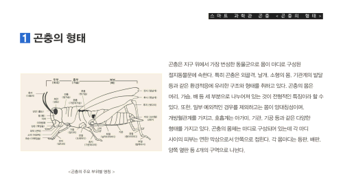 곤충의 형태 이미지