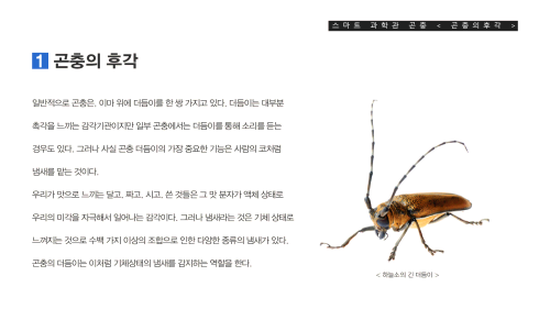 곤충의 후각 이미지