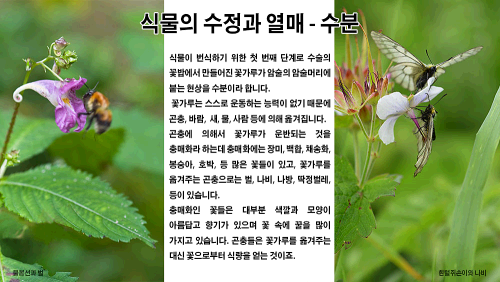 식물의 수정과 열매 이미지