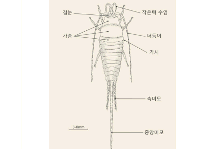 돌좀목